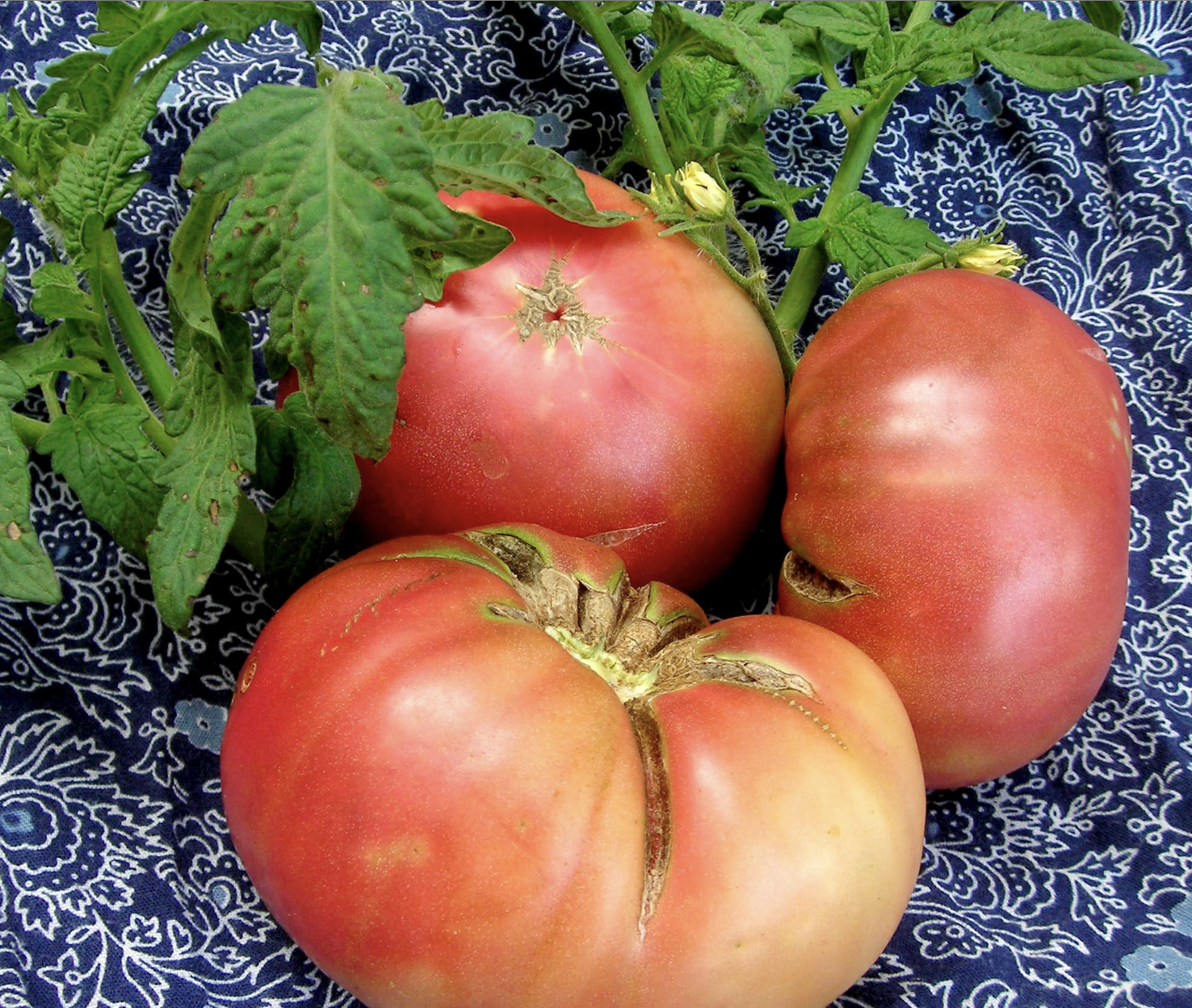 Rosella Purple Tomatoes